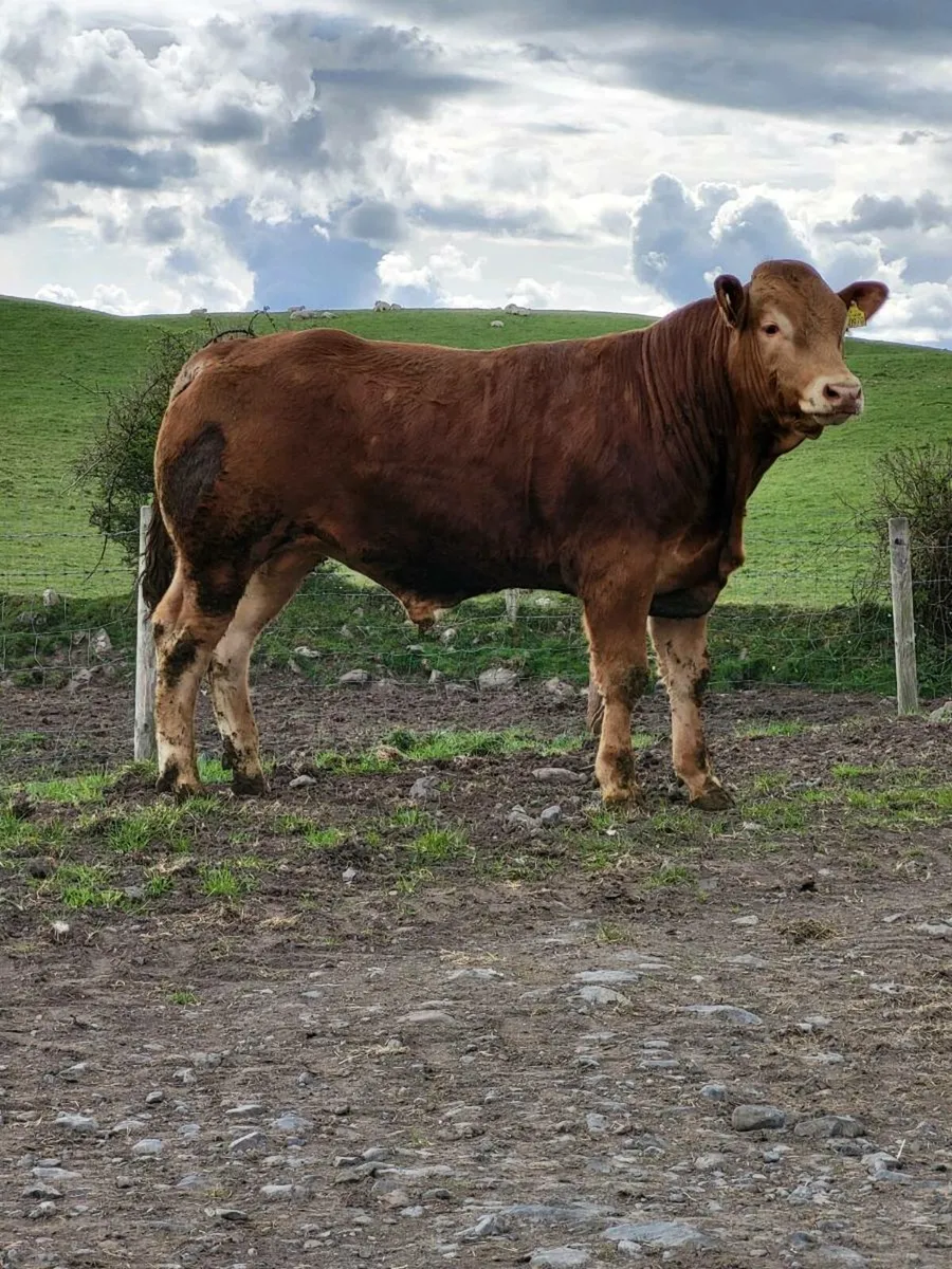 5 star Limousin Bulls - Image 2