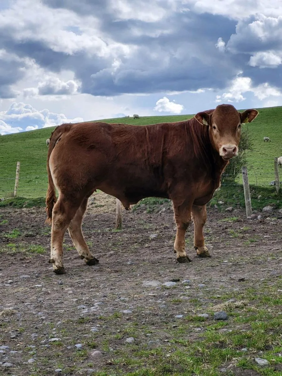 5 star Limousin Bulls - Image 3