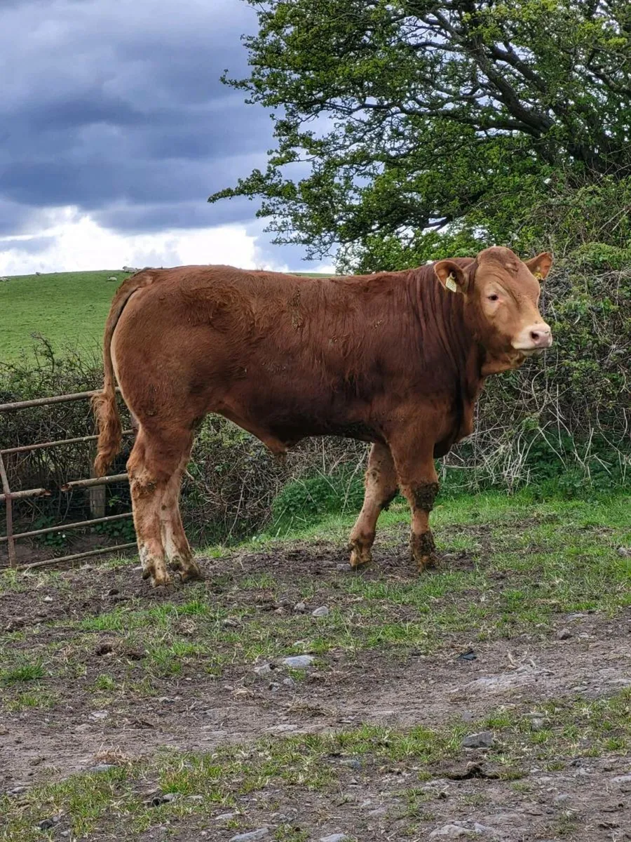 5 star Limousin Bulls - Image 4