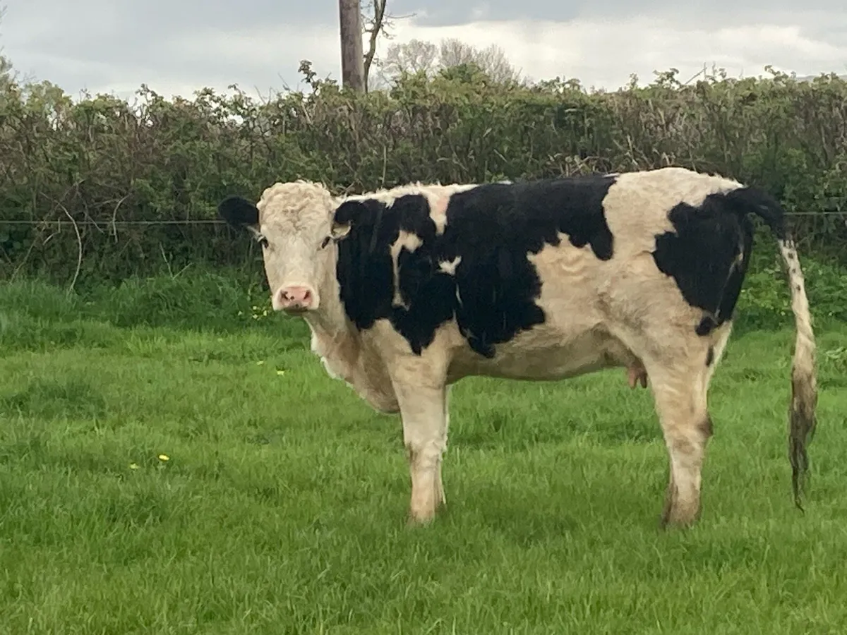 Calved heifer - Image 1