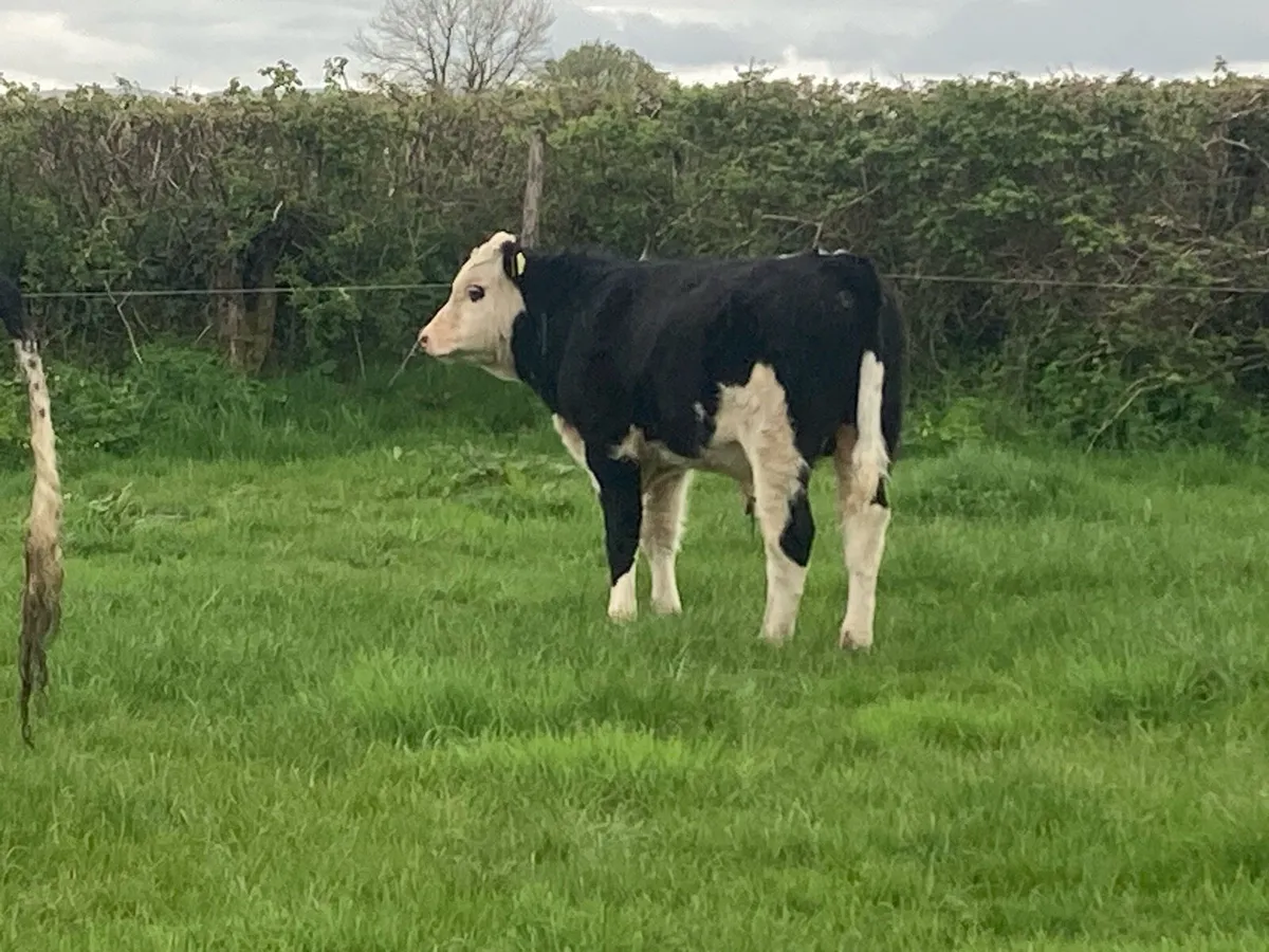 Calved heifer - Image 2