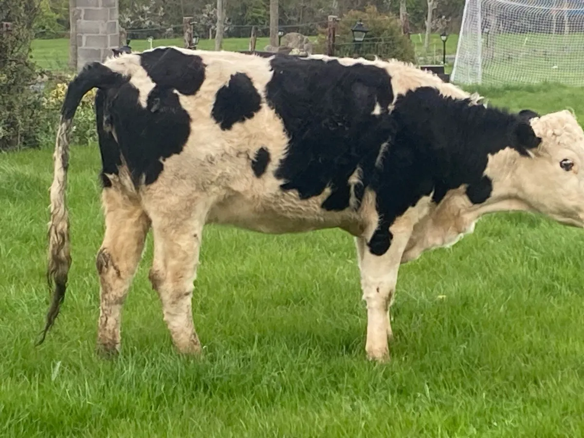 Calved heifer - Image 3