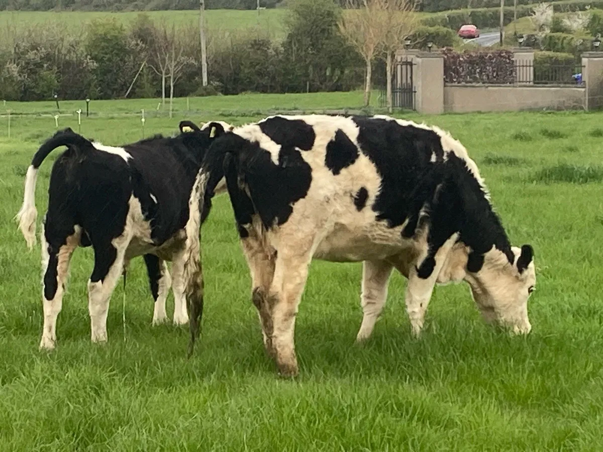 Calved heifer - Image 4