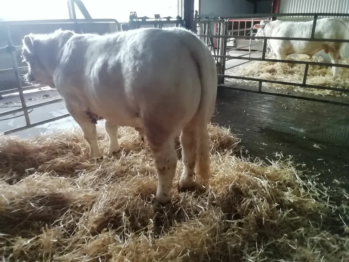 Pb Charolais bulls - Image 2