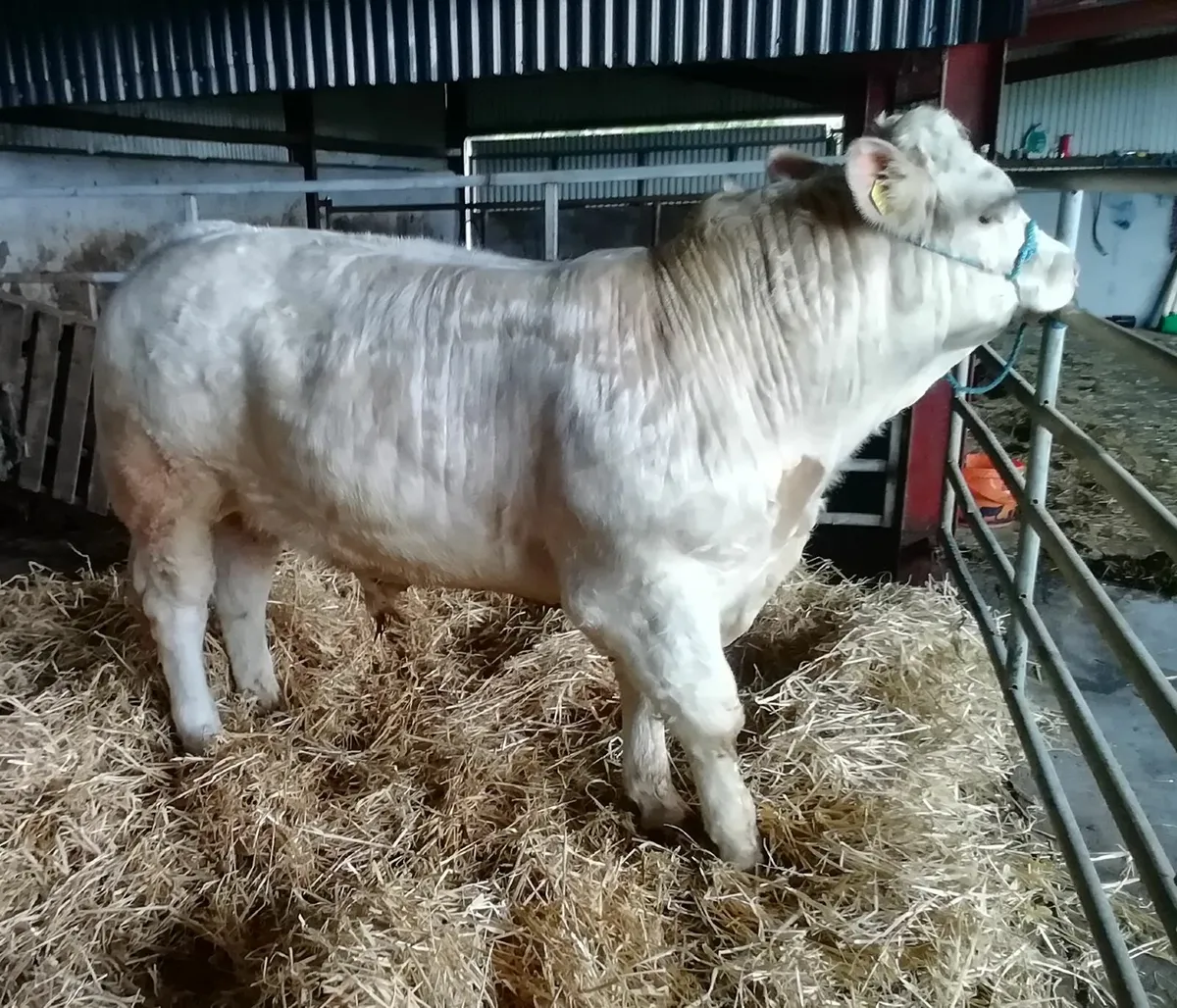 Pb Charolais bulls - Image 3