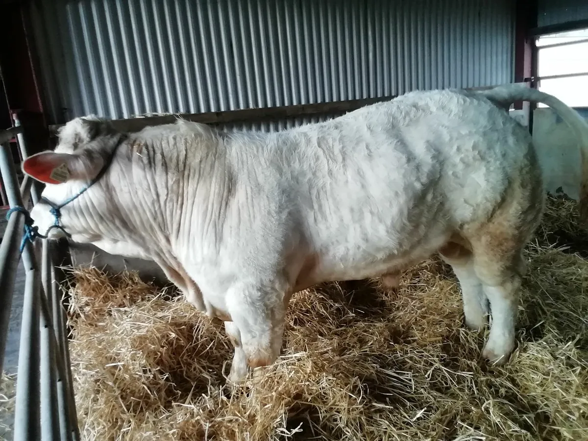 Pb Charolais bulls - Image 1