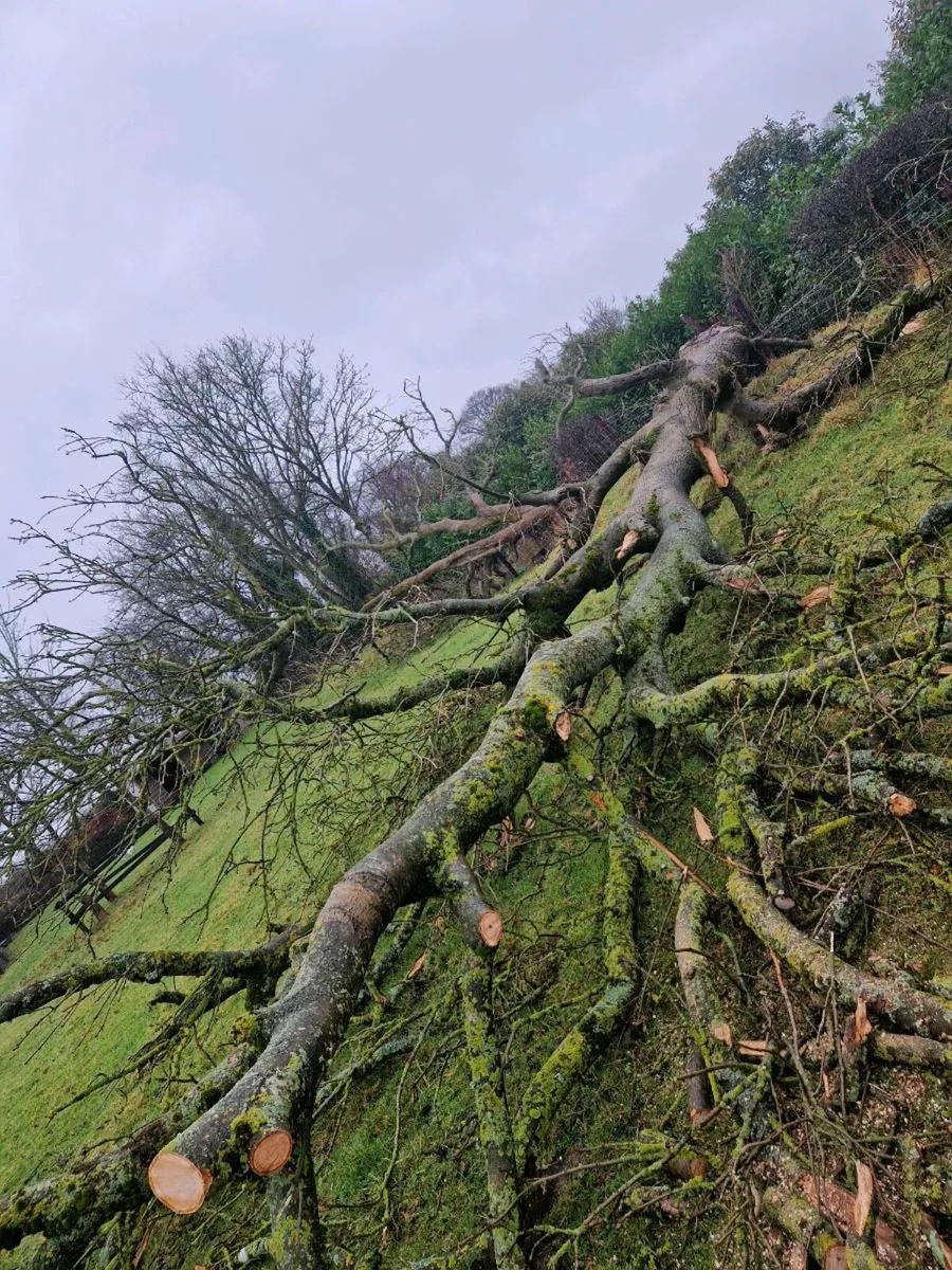 Tree-logs-wood - Image 1