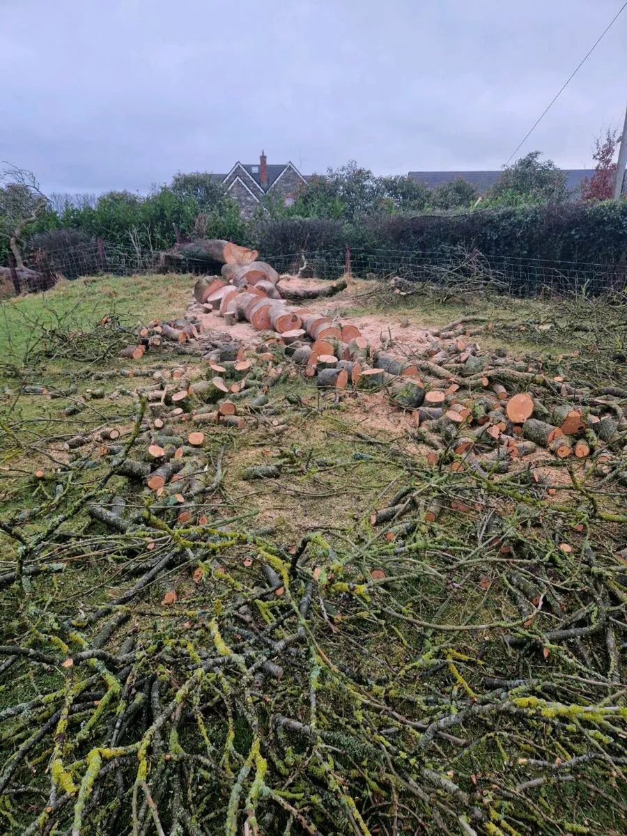 Tree-logs-wood - Image 3