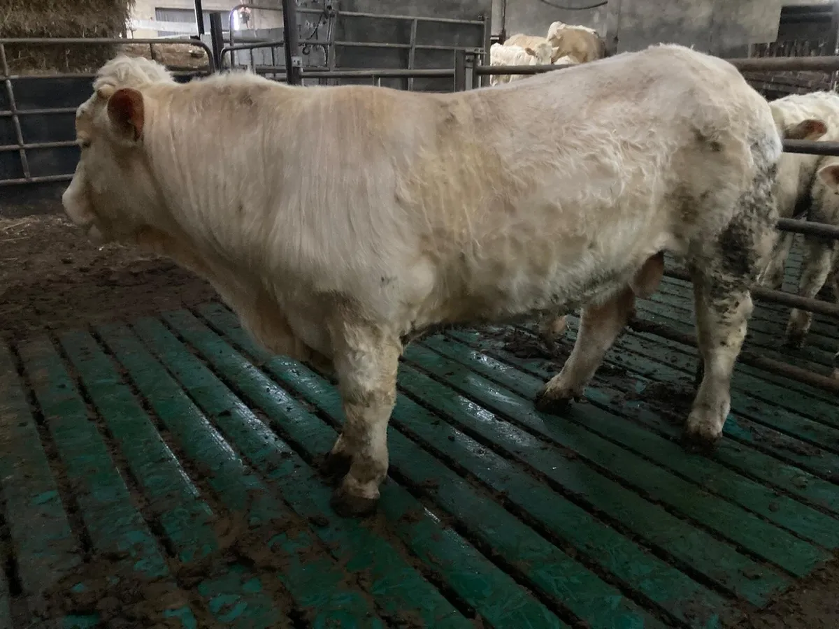 Bull - Image 1