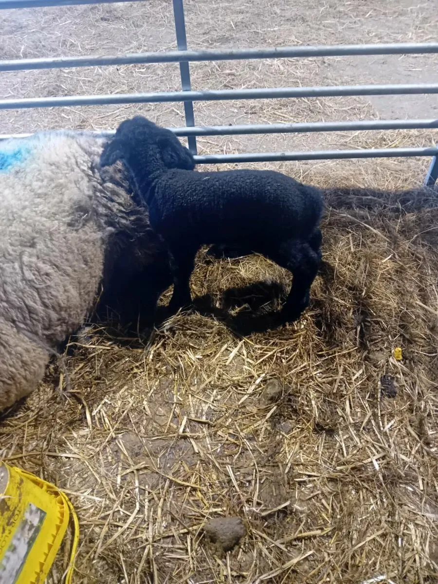 PET LAMBS