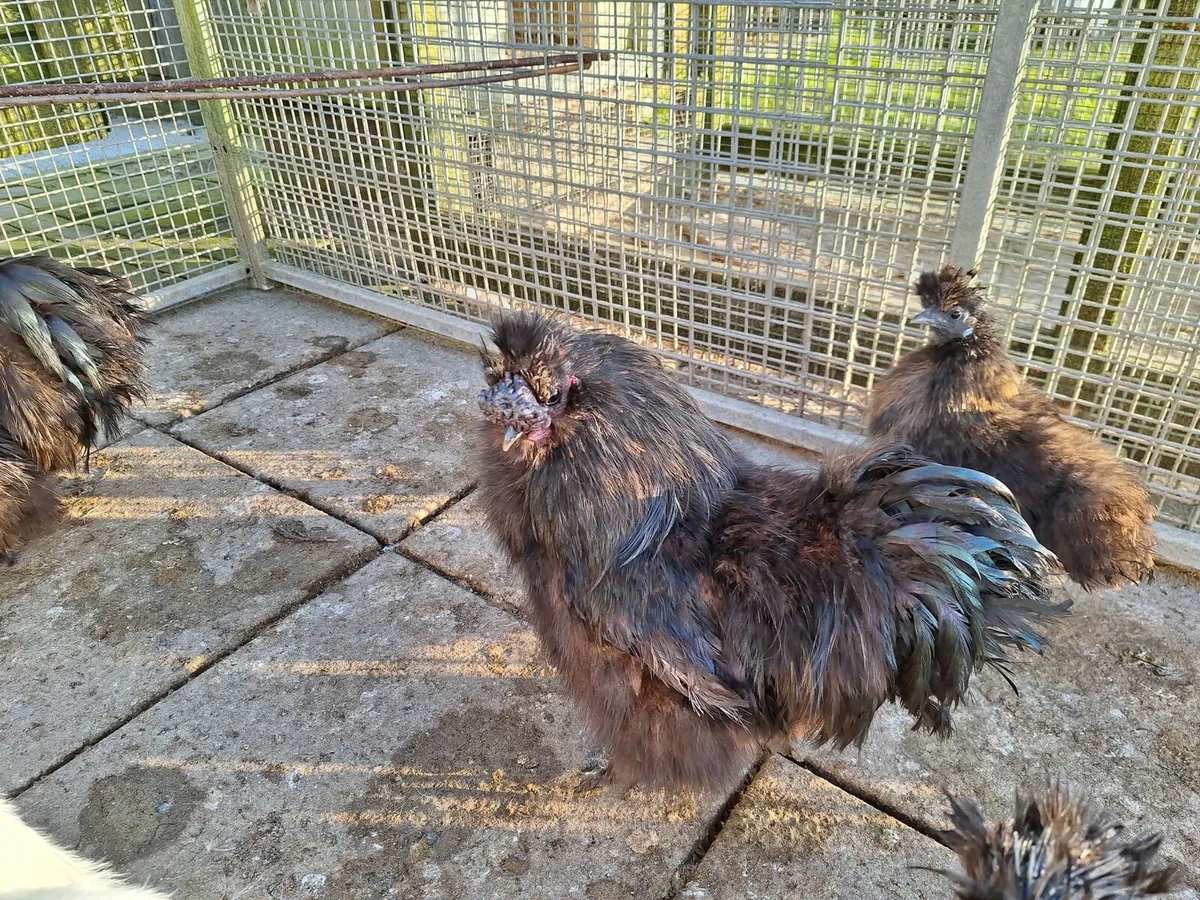 Silkie Chucks Hatching Eggs - Image 4