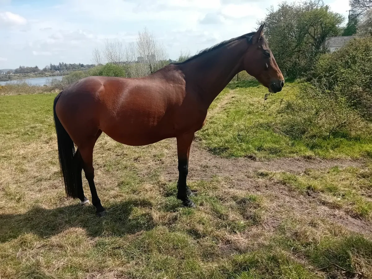 Mare in foal(covering fee paid) - Image 1