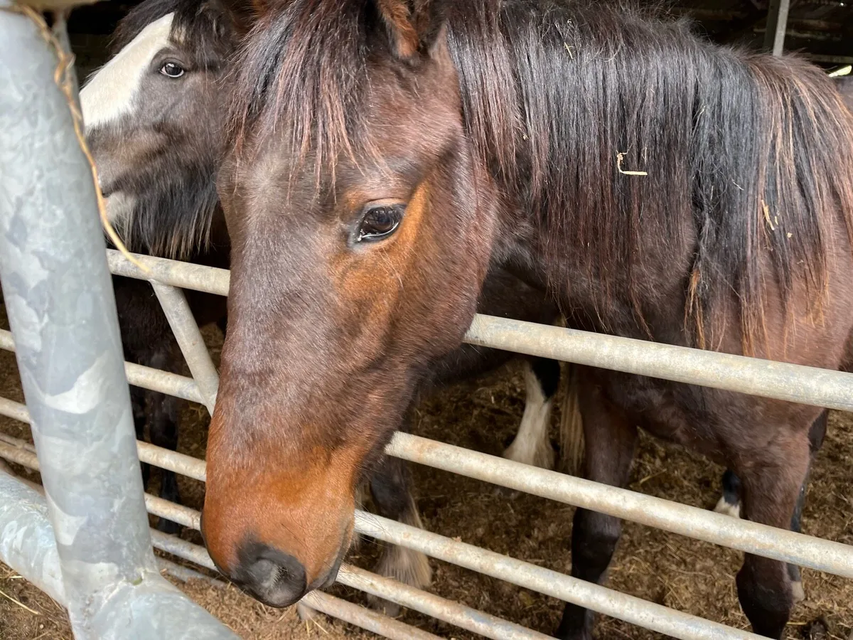 Lovely 2 year old filly - Image 2