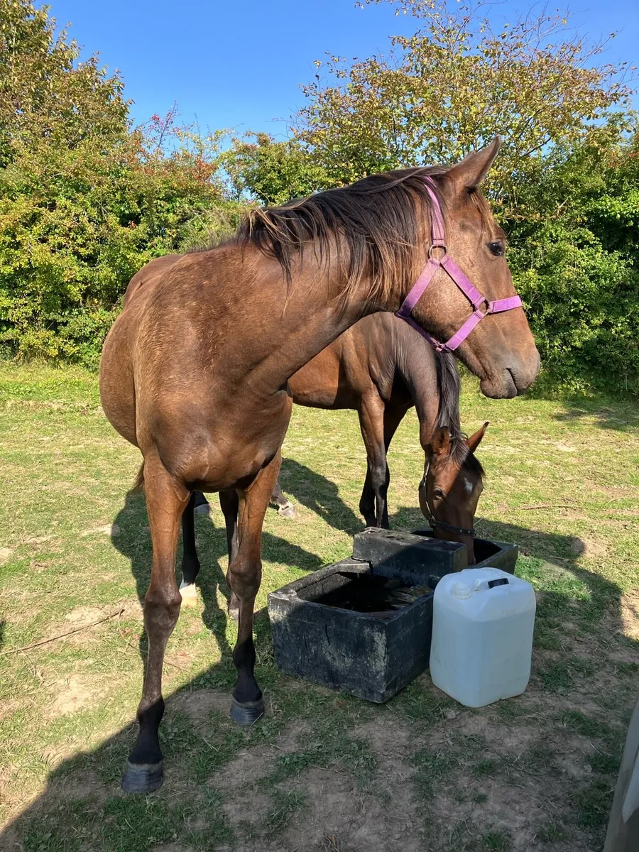 Lovely 2 year old filly - Image 3