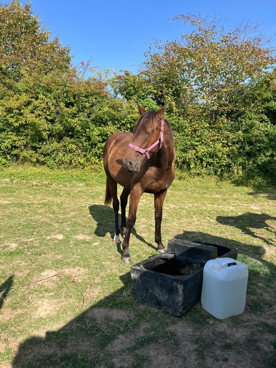 Lovely 2 year old filly - Image 4