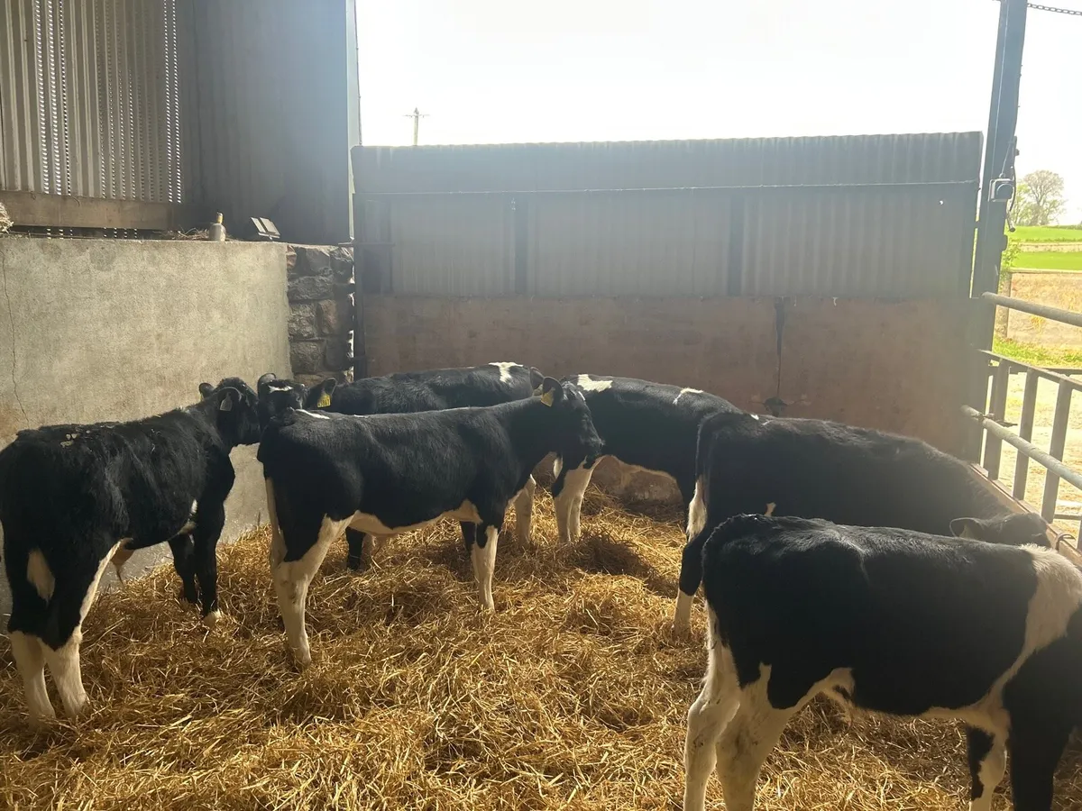 8 super British Frisian bull runners - Image 1