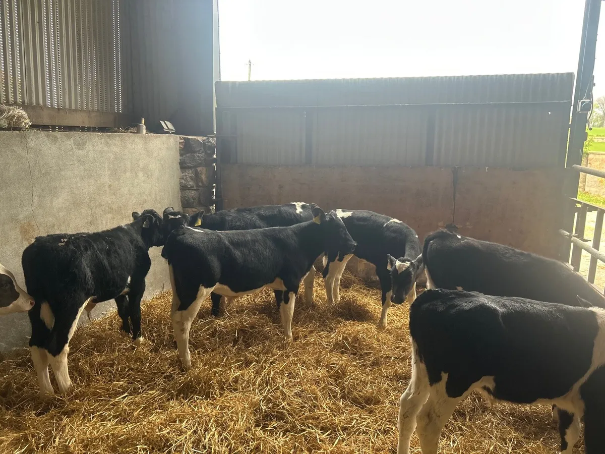 8 super British Frisian bull runners - Image 2