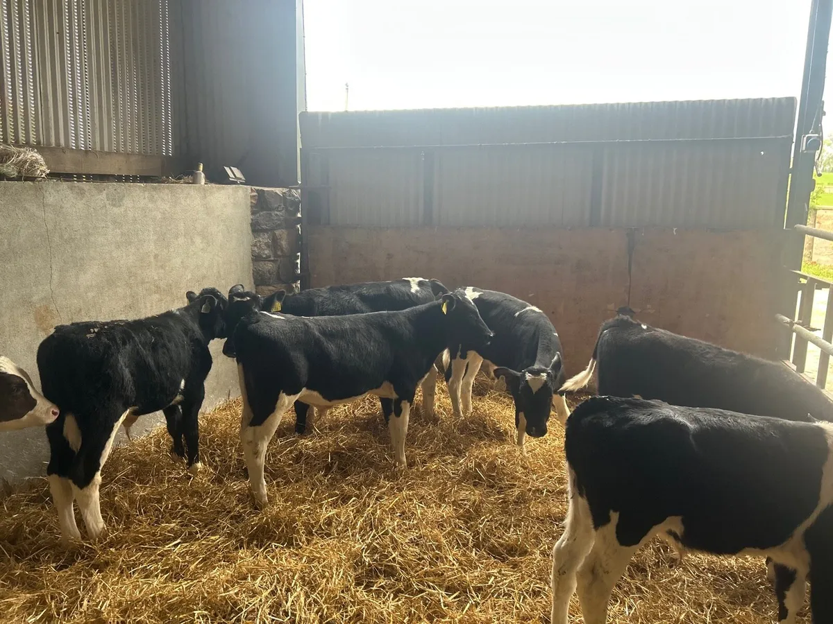 8 super British Frisian bull runners - Image 3