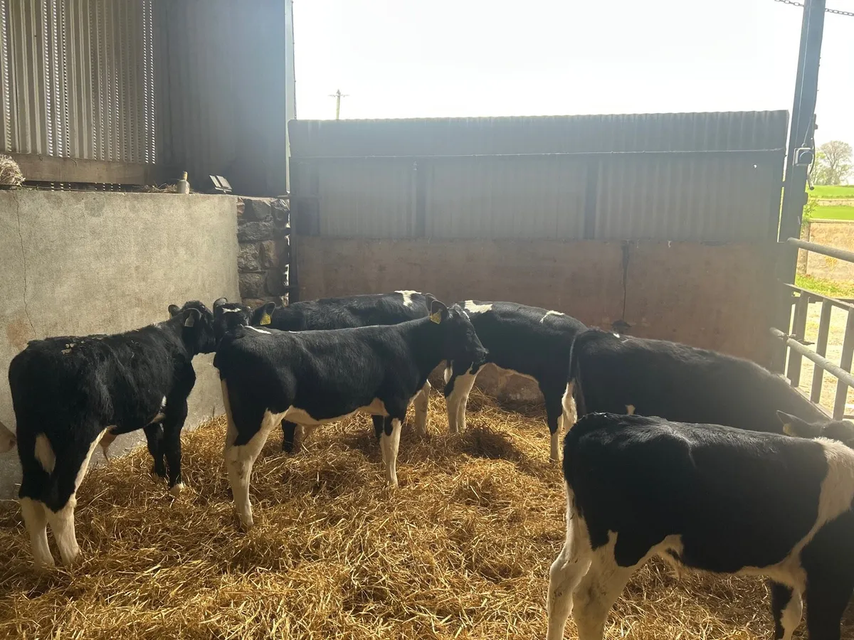 8 super British Frisian bull runners - Image 4