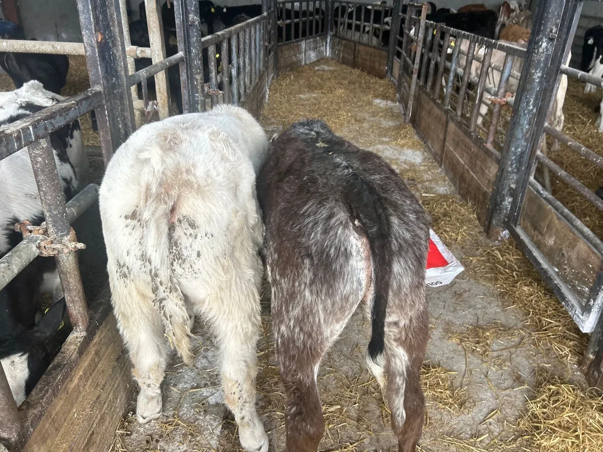 2 u grade continental  bull  runners - Image 1