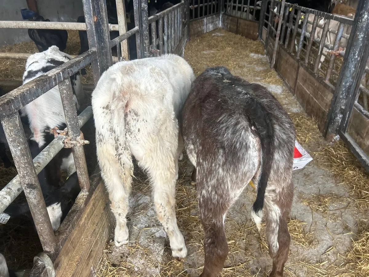 2 u grade continental  bull  runners - Image 2