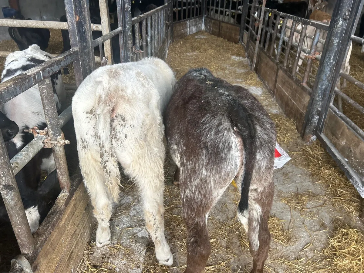 2 u grade continental  bull  runners - Image 3