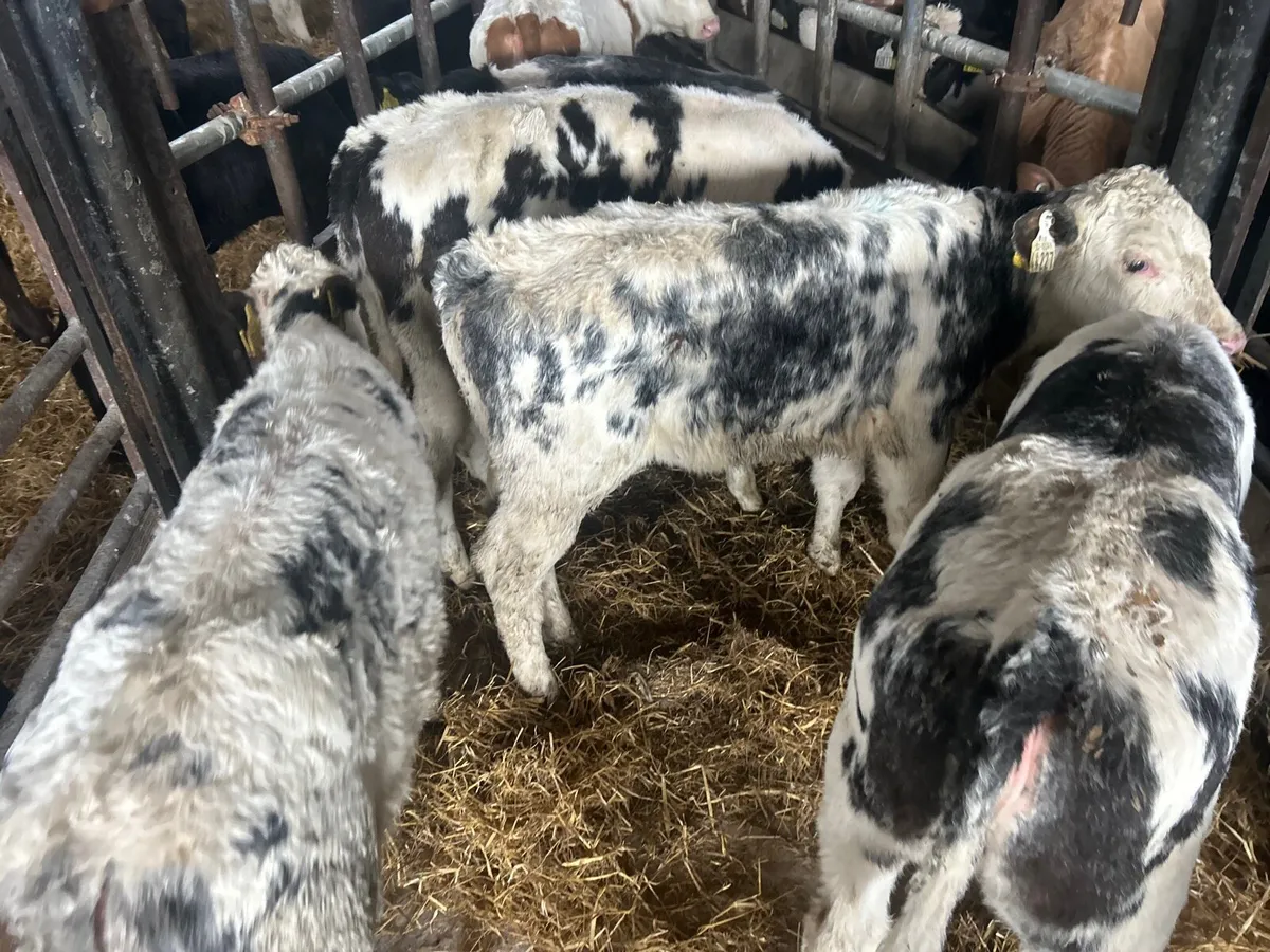 8 super  weaned Belgian blue heifers - Image 2