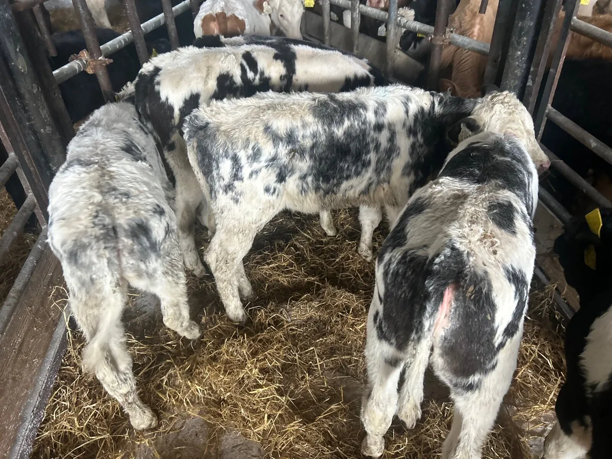 8 super  weaned Belgian blue heifers - Image 3