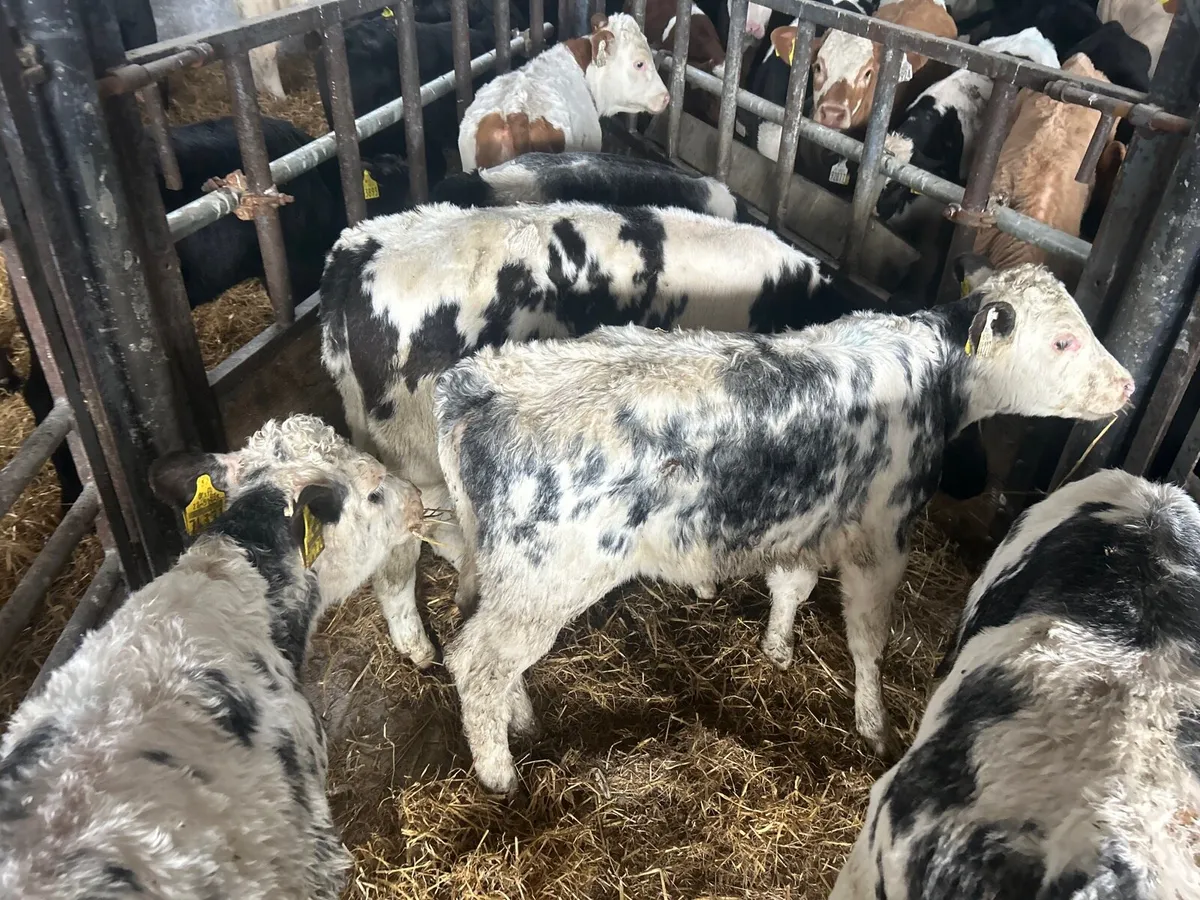 8 super  weaned Belgian blue heifers - Image 4