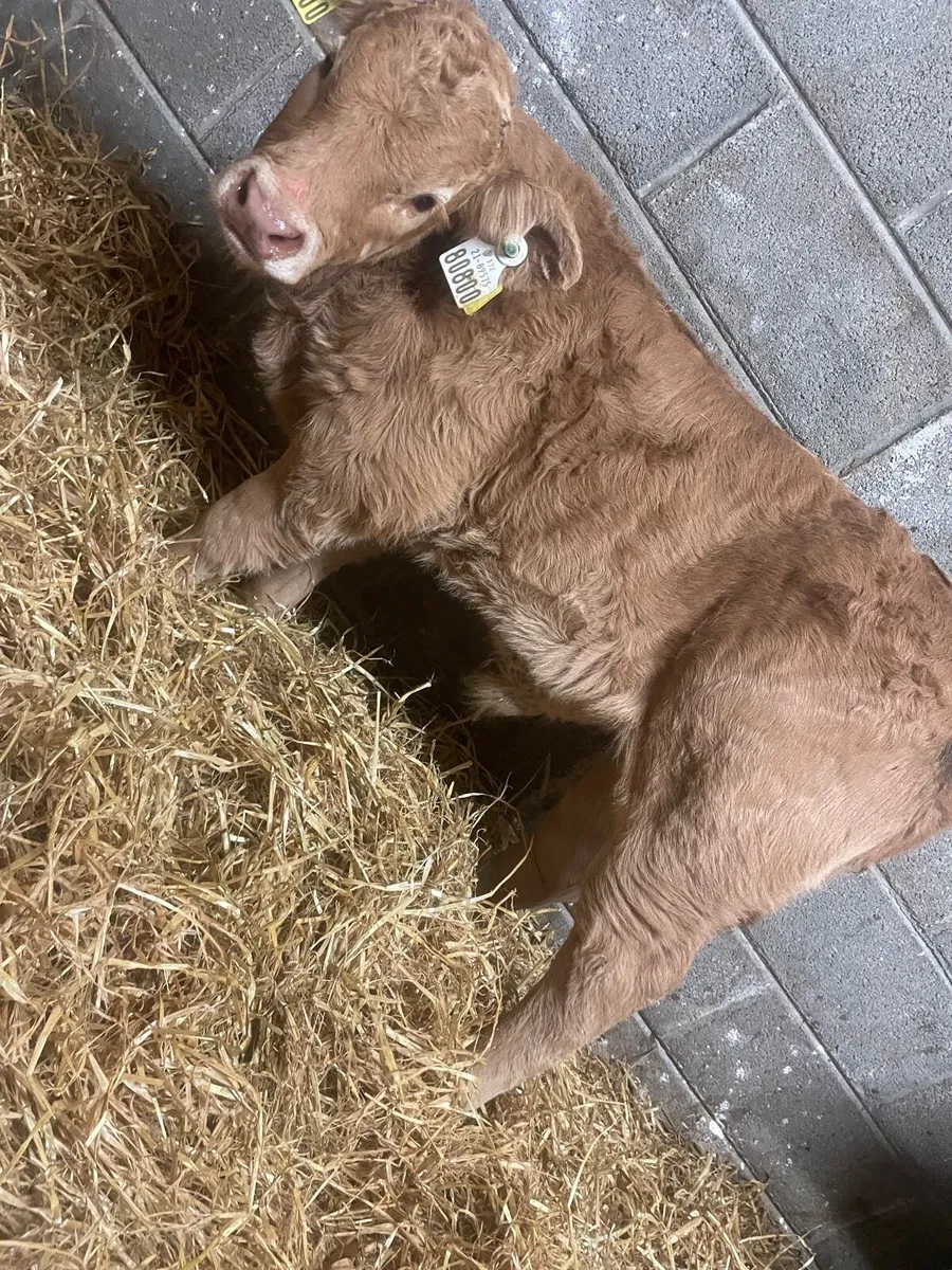 ⭐️Super Charolais Bull Calf⭐️ - Image 1