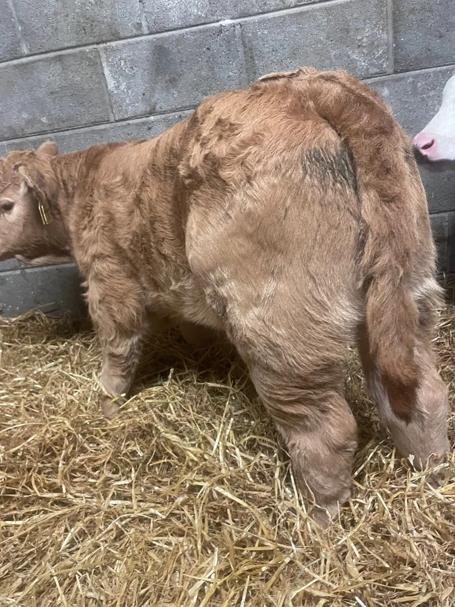 ⭐️Super Charolais Bull Calf⭐️ - Image 2