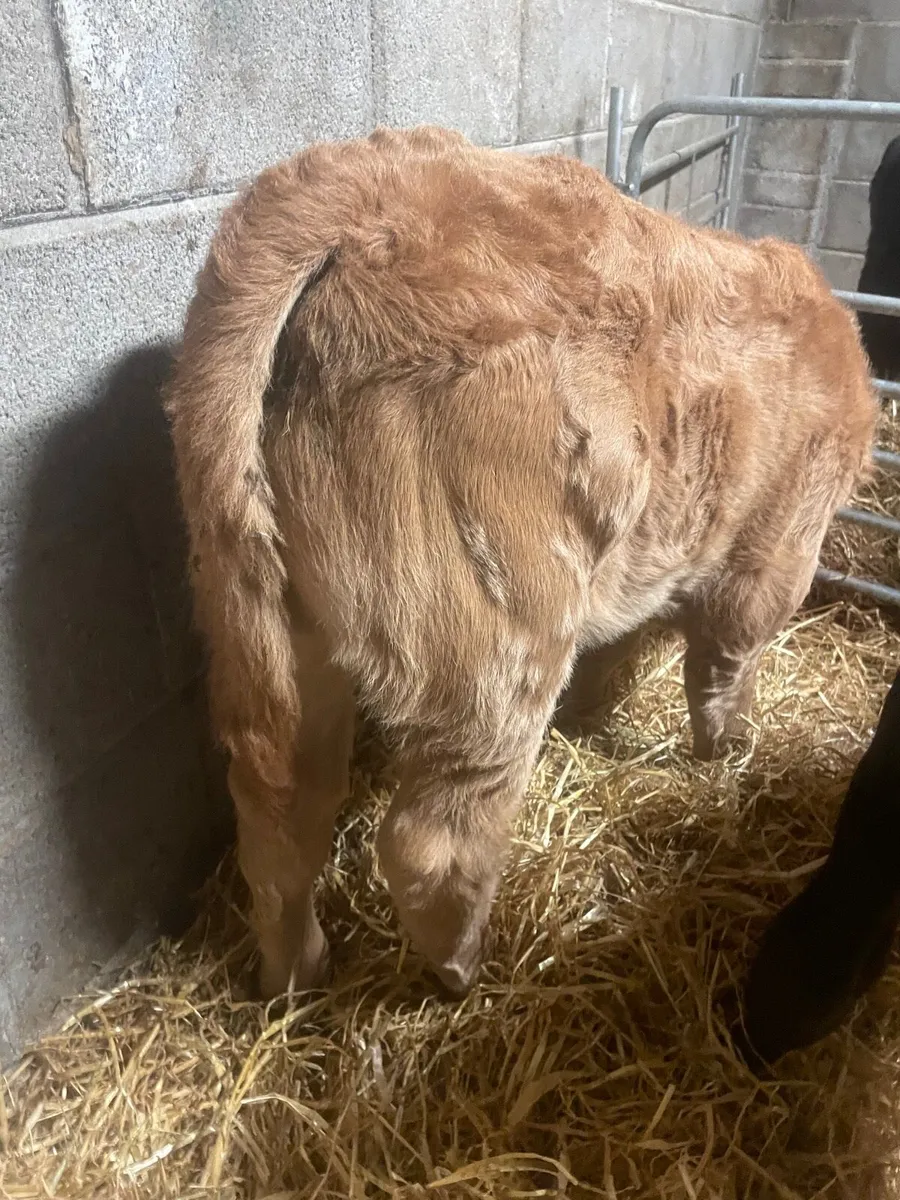 ⭐️Super Charolais Bull Calf⭐️ - Image 3