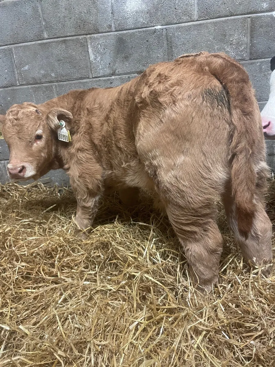 ⭐️Super Charolais Bull Calf⭐️ - Image 4