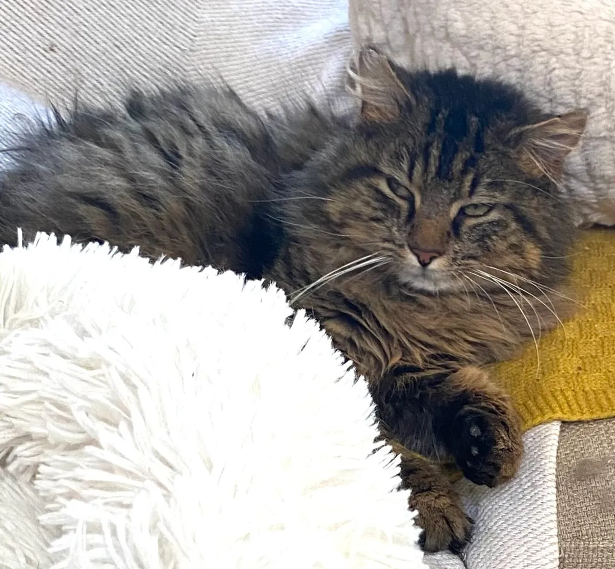 Catstrust adoption and protection. Rescued . - Image 1