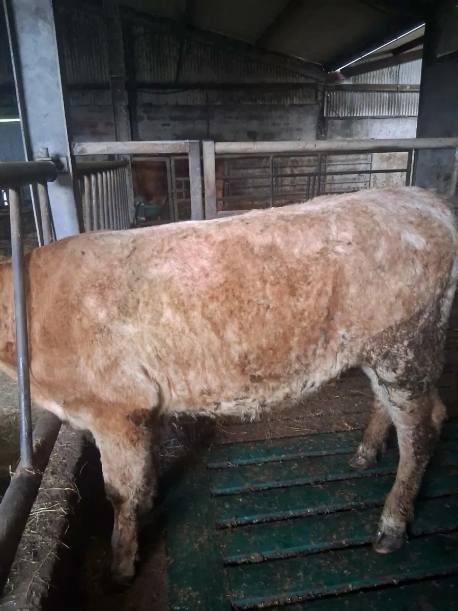 Heifer - Image 1