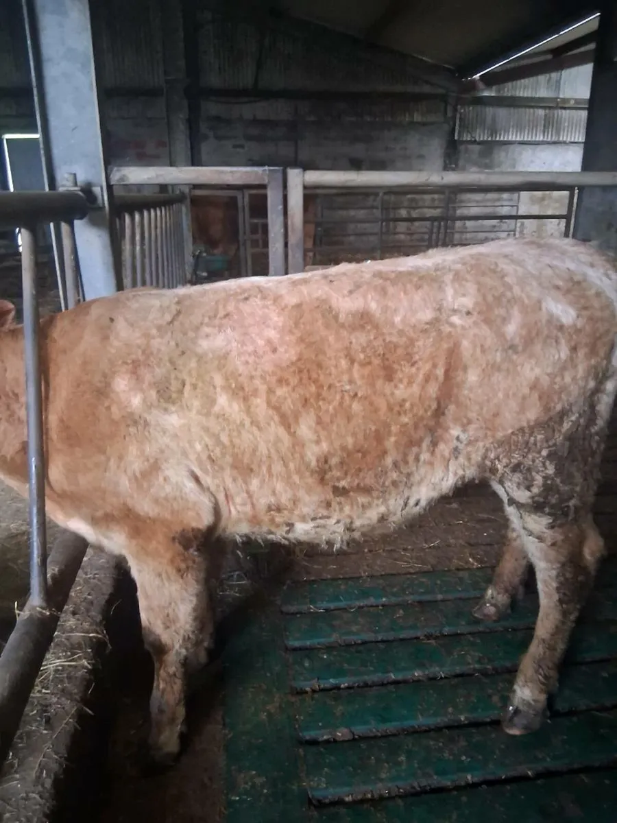 Heifer - Image 2
