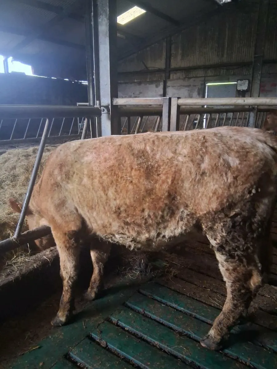 Heifer - Image 3