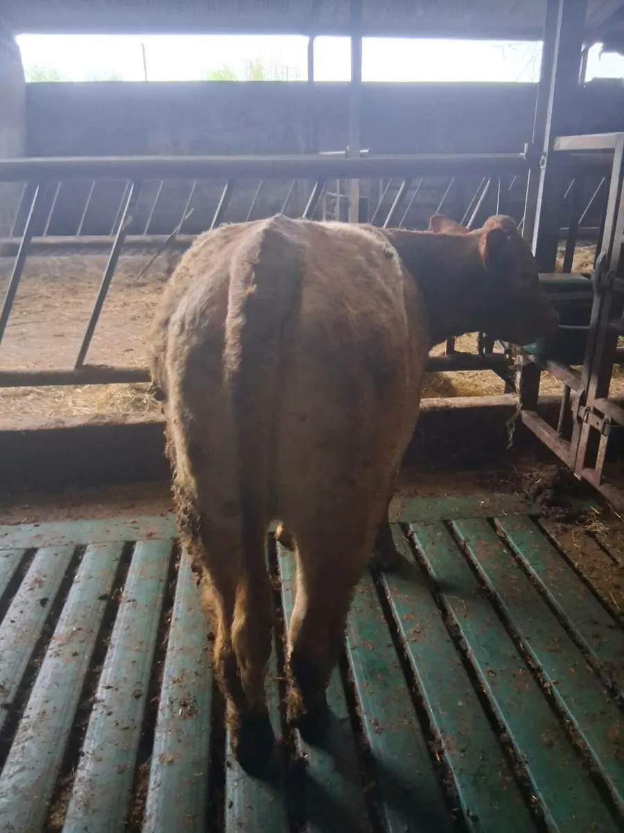 Heifer - Image 4