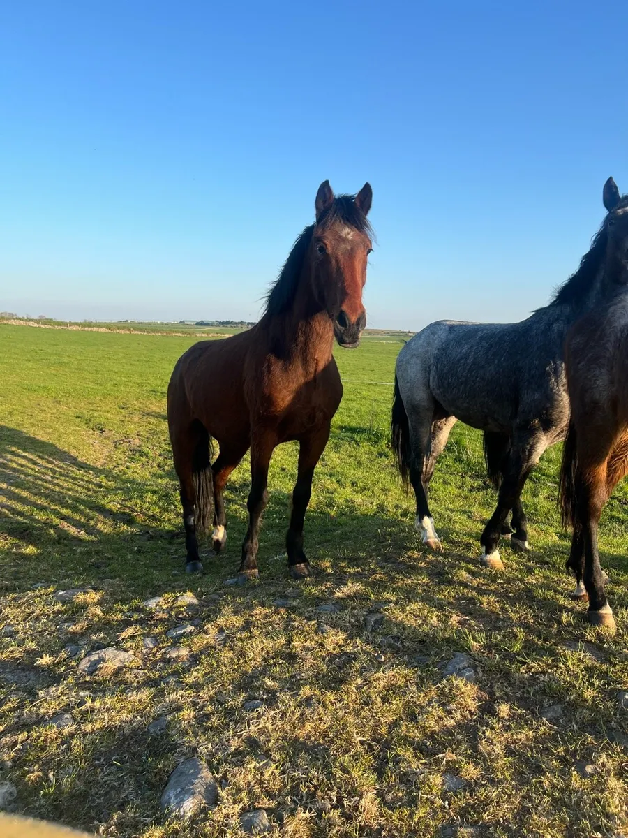 Connemara Gelding 4 Yr Old - Image 4
