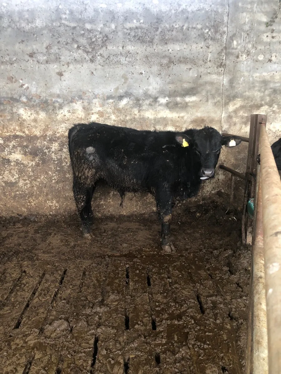 PBR AA Bull - Image 1