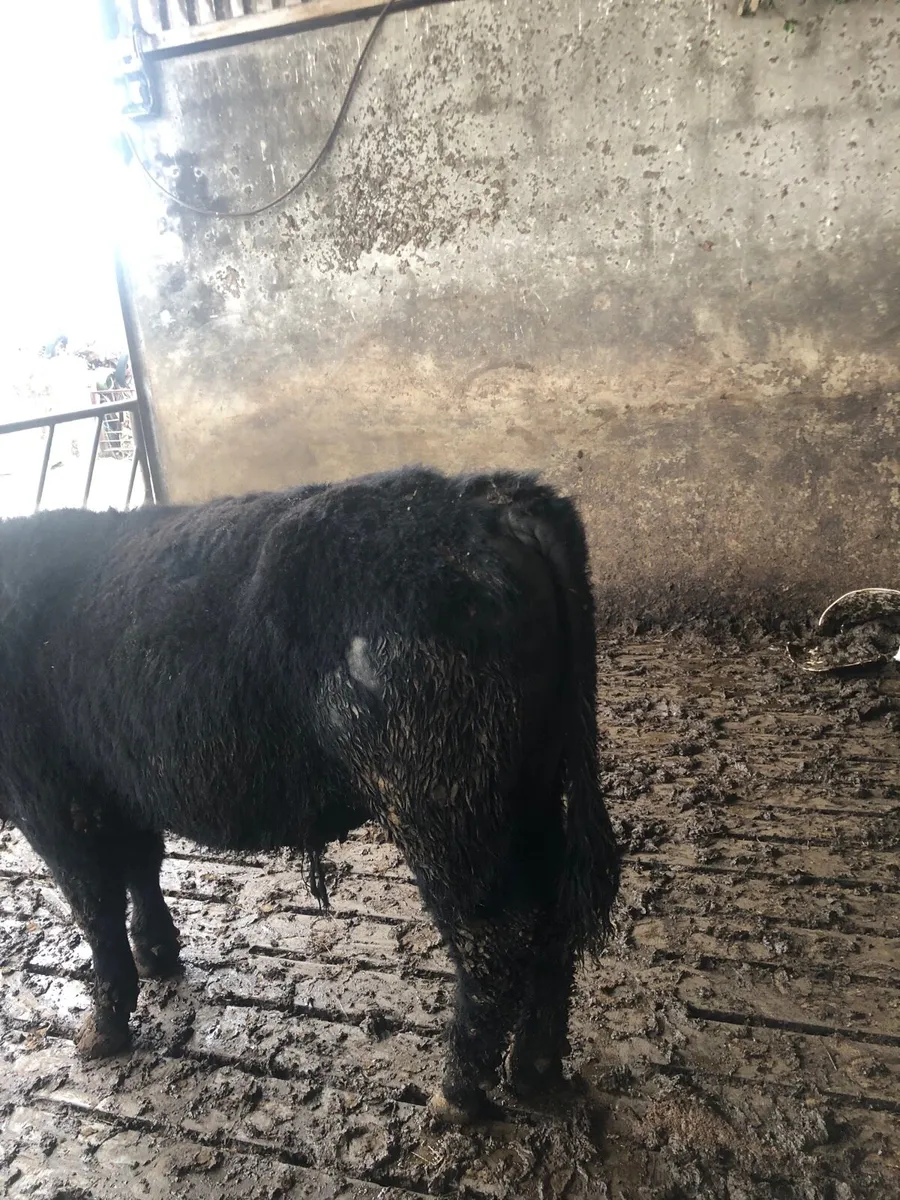 PBR AA Bull - Image 2