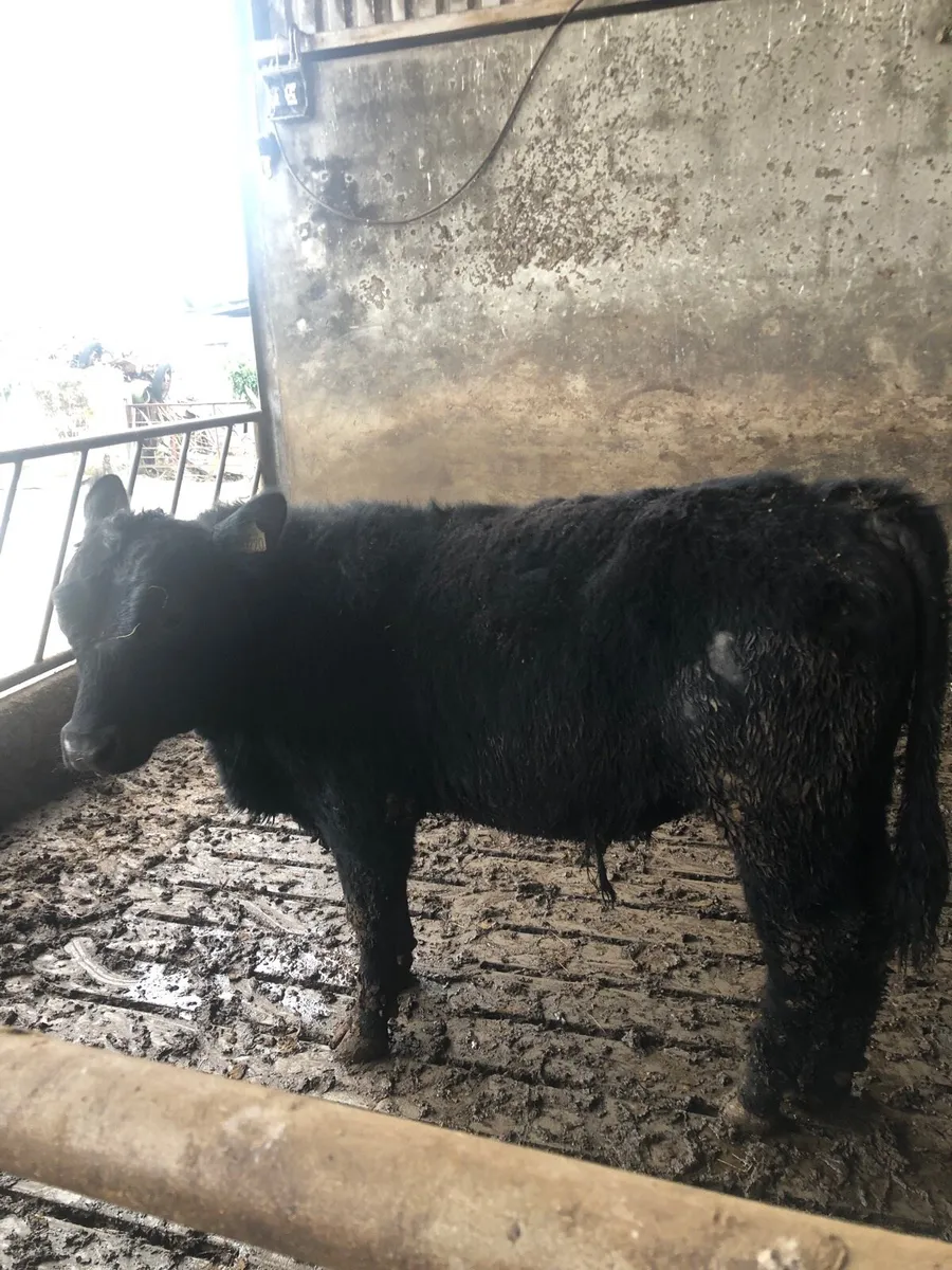 PBR AA Bull - Image 3