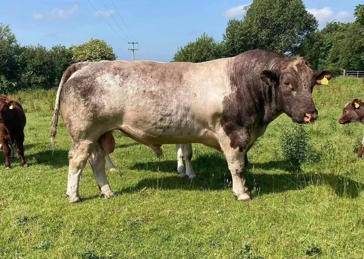 Roan Shorthorn Bull