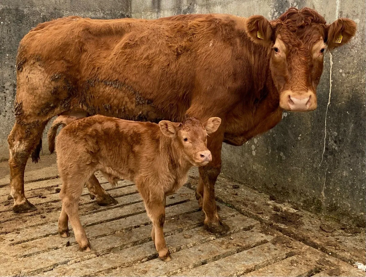 ⭐️Limousine cow and ai bull calf⭐️ - Image 1