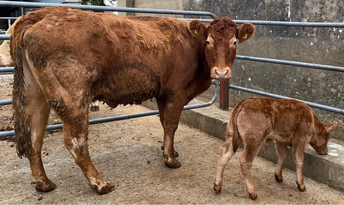 ⭐️Limousine cow and ai bull calf⭐️ - Image 2