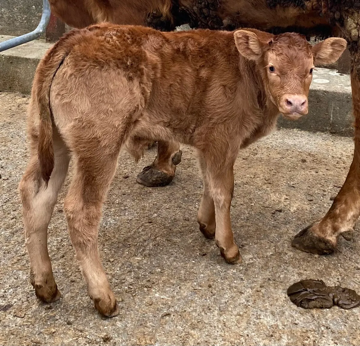 ⭐️Limousine cow and ai bull calf⭐️ - Image 3