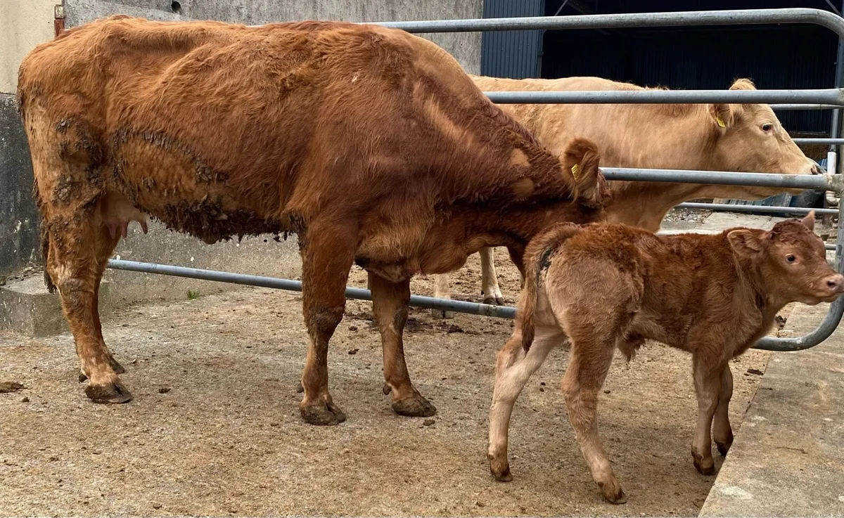 ⭐️Limousine cow and ai bull calf⭐️ - Image 4