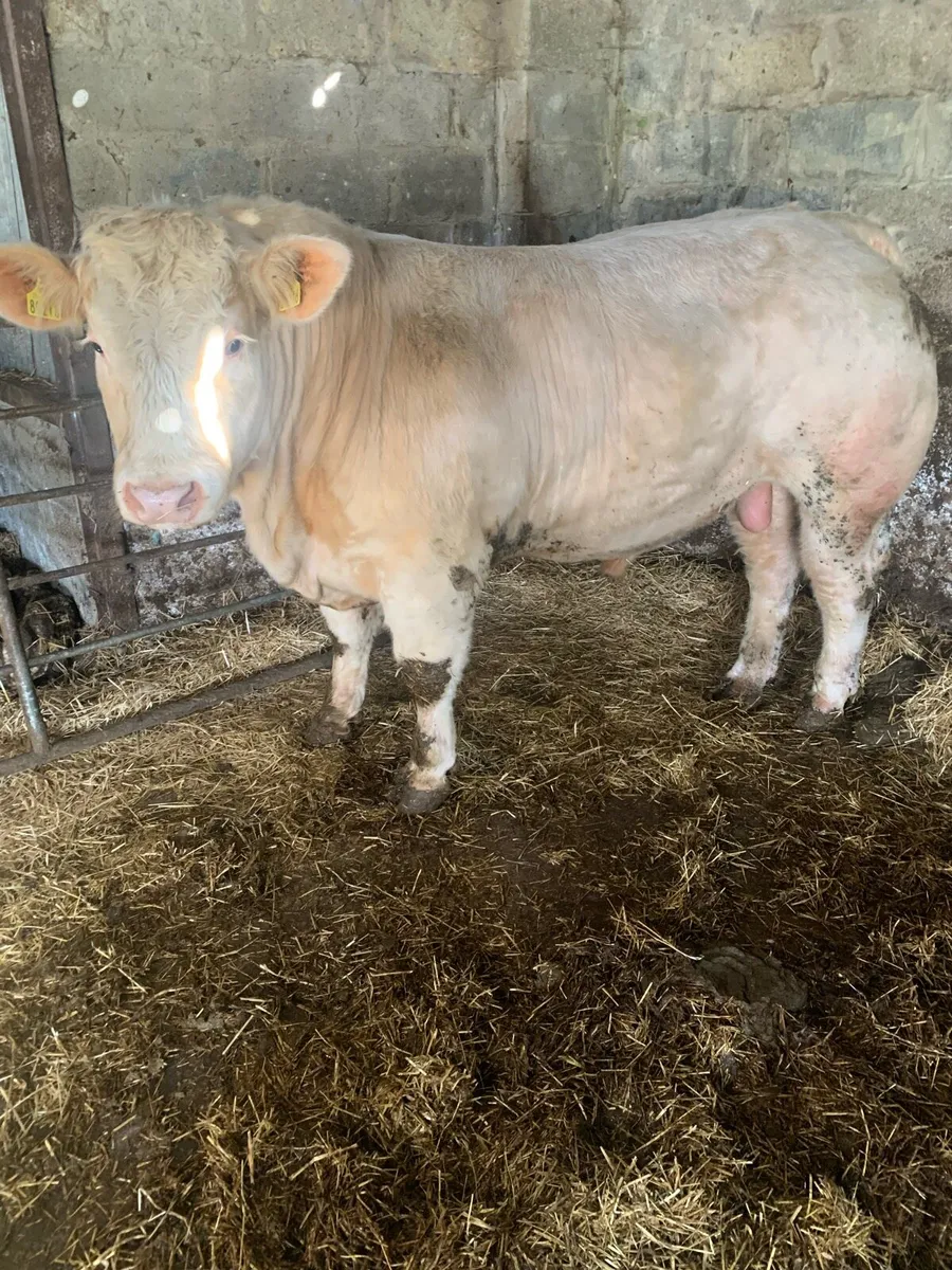 Charolais Bull Manorhamilton Mart 5th May - Image 1