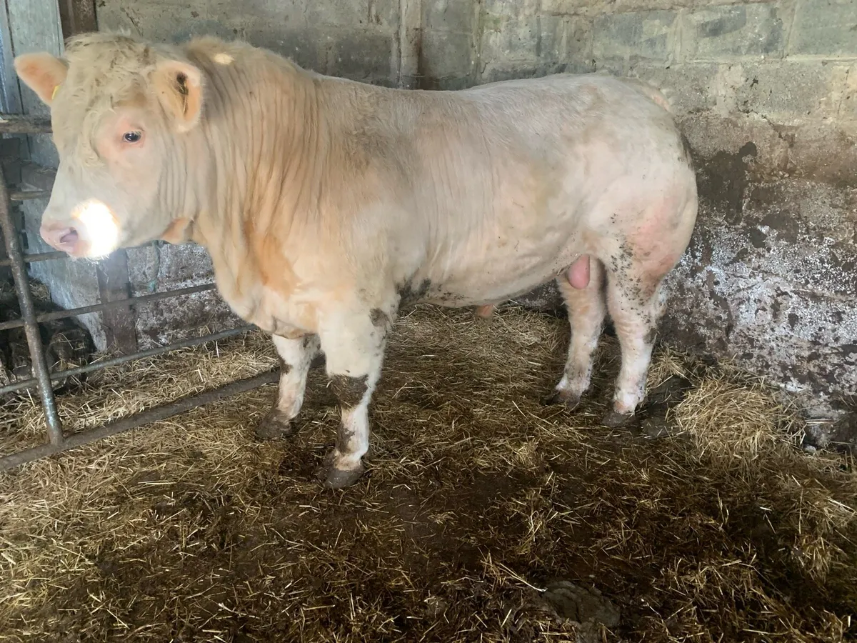 Charolais Bull Manorhamilton Mart 5th May - Image 2