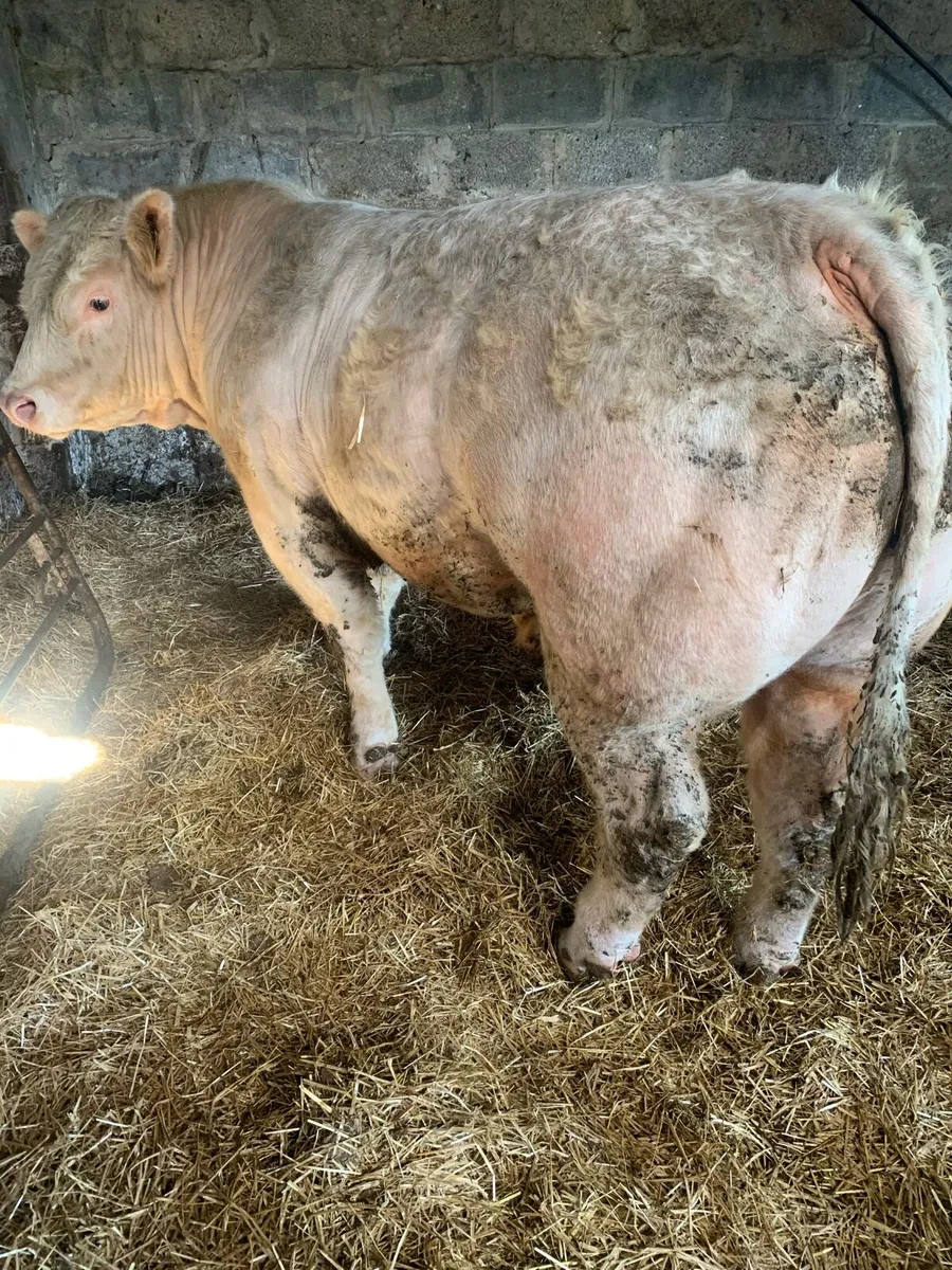 Charolais Bull Manorhamilton Mart 5th May - Image 3